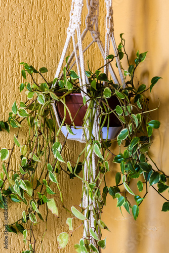 Peperomia scandens plant vase hanging from a macrame holder handmade in cotton cord. Textured wall background in yellow and beige tones. photo