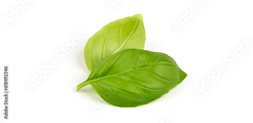 Fresh organic basil leaves, close-up, isolated on white background.