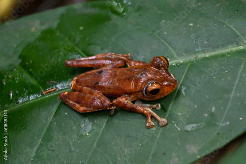 Photos boophis frog in aceh tropical forest