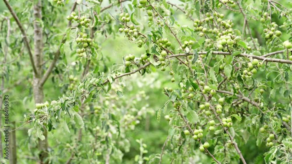 Unripe pears maturing on orchard trees, dolly shot, fruit tree Unripe pears maturing on orchard trees, dolly shot, fruit tree