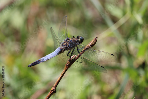 OrtOrthetrum cancellatum sitting on vegetation