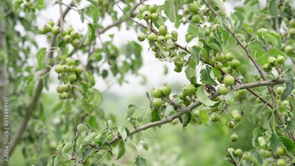Immature green pears on fruit farm, organic crop farming Immature green pears on fruit farm, organic crop farming