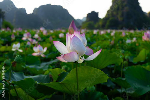 Big lake full of lotus flowers in full bloom lush green leaves and pink petals near dragon mountain Ninh Binh Hanoi Vietnam  