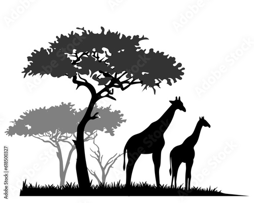 African savannah landscape with giraffe silhouettes. Vector illustration.