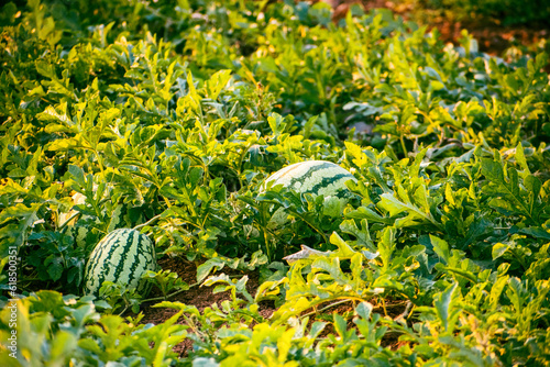 Fresh organic watermelons in the field  with morning sunlight. watermelon growing concept.