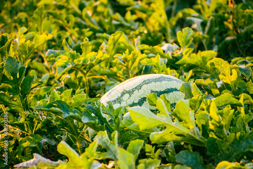 Fresh organic watermelons in the field, with morning sunlight. watermelon growing concept. photo