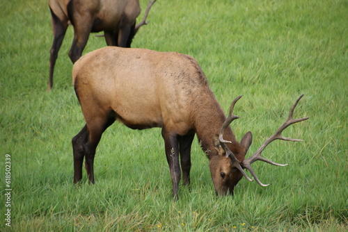 Elk