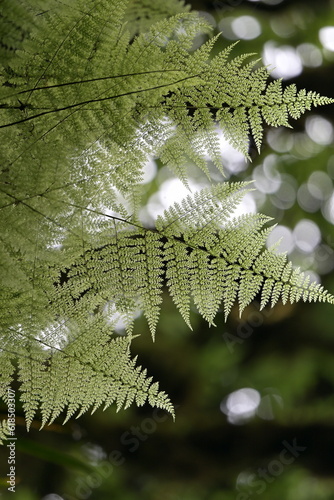 fern leaf with drops