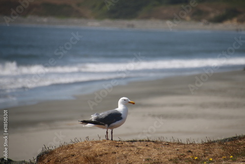 seagull on the beach © Farn