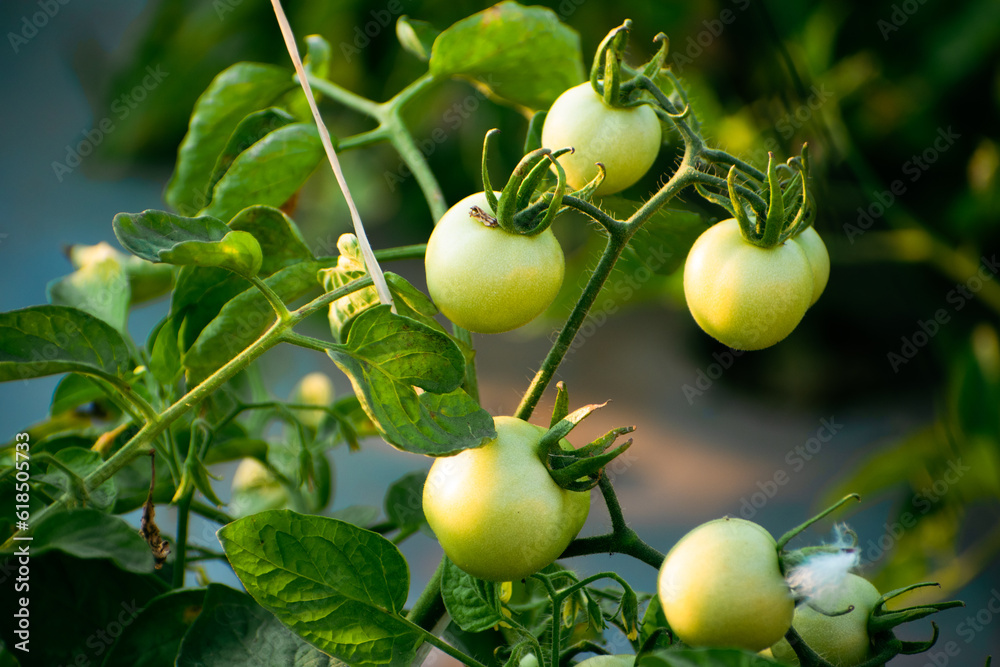 Fresh unripen green tomatoes on branch with leaves and sunlight, tomato farming concept. Fresh unripen green tomatoes on branch with leaves and sunlight, tomato farming concept.