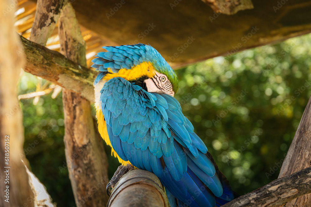 Obraz premium Blue and yellow macaw ara with opened eye. Beautiful American parrot in a zoo. Blue and gold macaw staring at the camera.