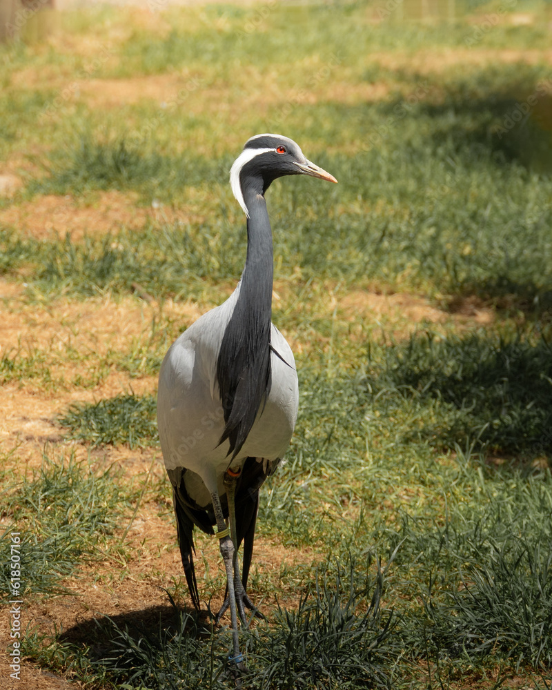 Common crane standing in nature. Beautiful grey crane with red eyes in a zoo
