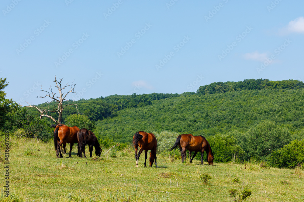 Horse herding in the landscape of Viscri Romania