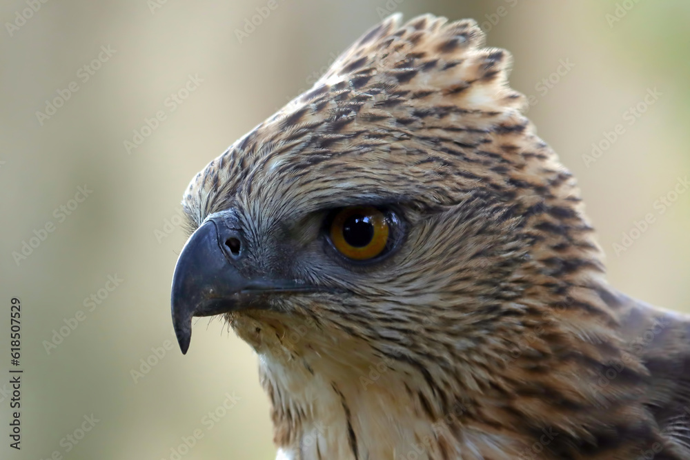 Closeup head of a changeable hawk eagle (Nisaetus cirrhatus) on natural background, Closeup head changeable hawk eagle Closeup head of a changeable hawk eagle (Nisaetus cirrhatus) on natural background, Closeup head changeable hawk eagle