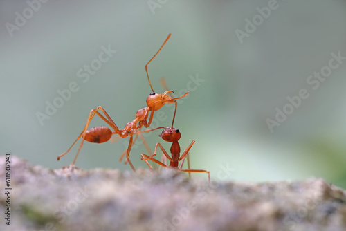 Weaver ants are trying to cross through a puddle, weaver ants closeup © kuritafsheen