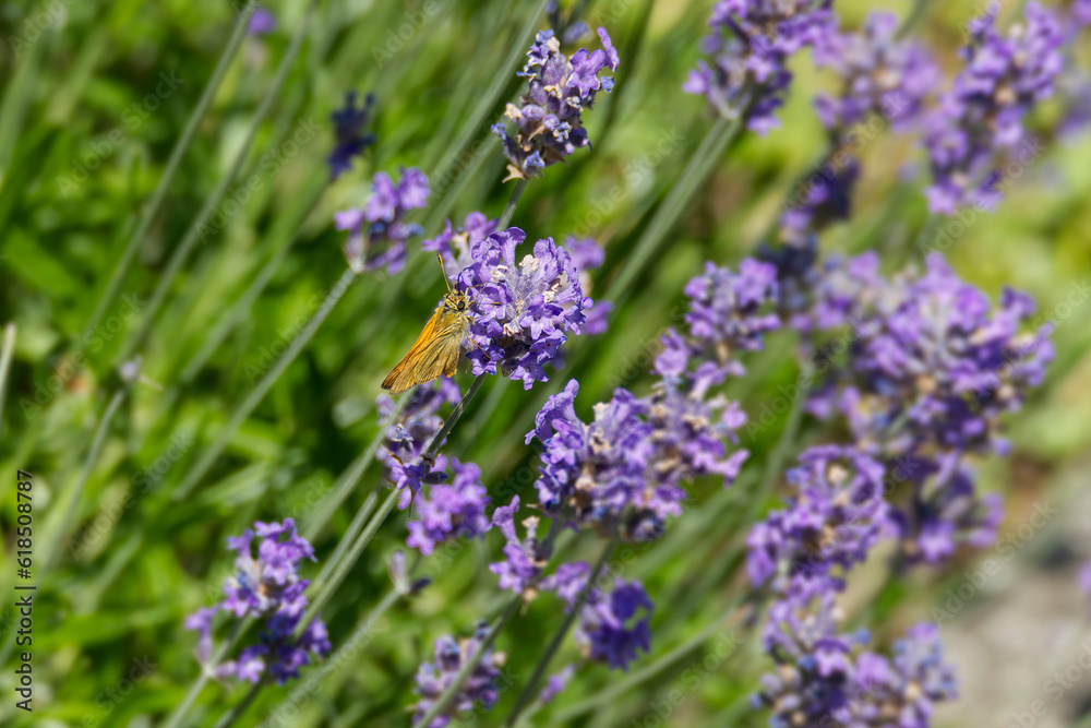 Large Skipper butterfly (Ochlodes sylvanus) perched on lavender plant in Zurich, Switzerland Large Skipper butterfly (Ochlodes sylvanus) perched on lavender plant in Zurich, Switzerland