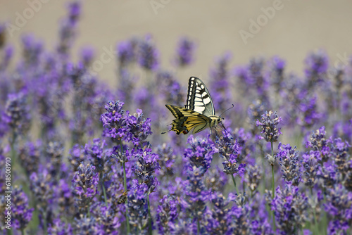 Old World Swallowtail or common yellow swallowtail (Papilio machaon) sitting on lavender in Zurich, Switzerland photo