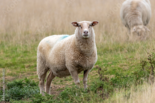A sheep stood in a field of long grass with another sheep in the background.