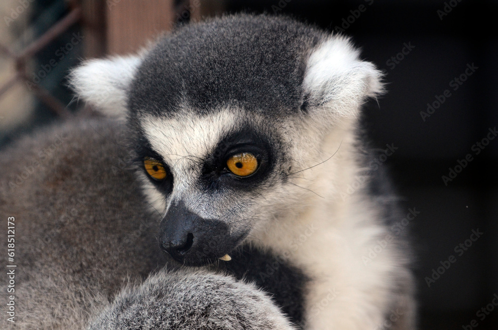 Fototapeta premium キツネザル