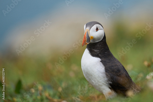 Atlantic puffin (Fratercula arctica) on the cliffs of Skomer Island off the coast of Pembrokeshire in Wales, United Kingdom