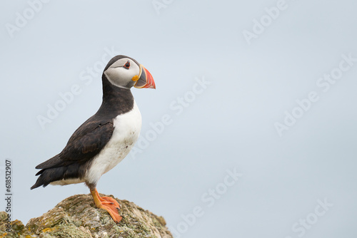 Atlantic puffin (Fratercula arctica) on the cliffs of Skomer Island off the coast of Pembrokeshire in Wales, United Kingdom