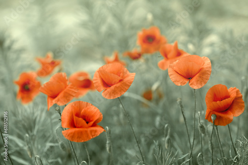 Dreamy poppy flowers bloom, grass, closeup panorama. Macro with soft focus. Spring floral template. Artistic vintage image. Pastel toned. Nature summer greeting card background