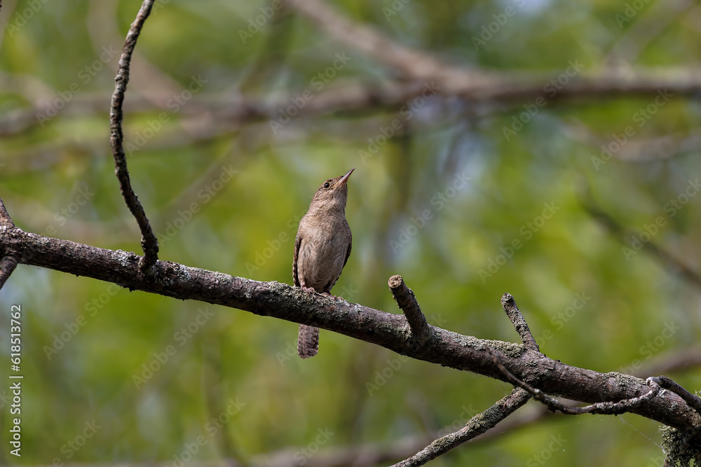 The house wren (Troglodytes aedon). The house wren is a very small bird . It is the most widely distributed native bird in the Americas The house wren (Troglodytes aedon). The house wren is a very small bird . It is the most widely distributed native bird in the Americas