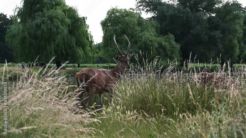 Male deer in Bushy Park with growing new antlers Male deer in Bushy Park with growing new antlers