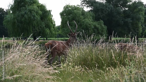 Male deer in Bushy Park with growing new antlers
