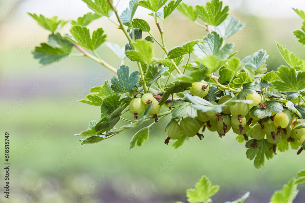 Obraz premium Fresh gooseberry bush in green summer garden