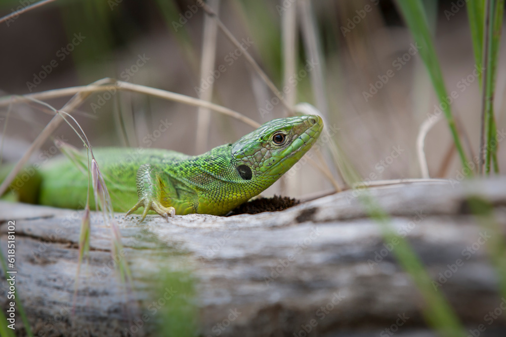 Western green lizard (Lacerta bilineata) on a tree, in a dry countryside in south of France. Wild fauna of France