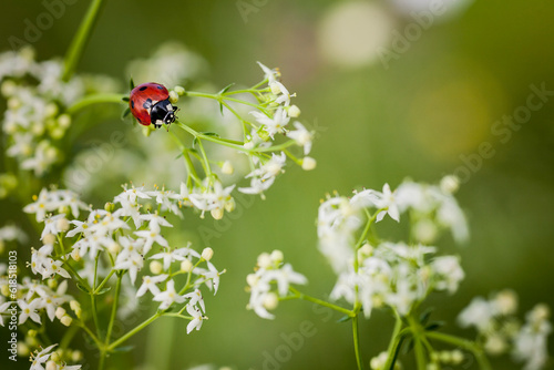 Ladybug on white umbelliferous flower. Closeup shot of a ladybug against a blurred background. Beautiful ladybug on a white flowers in the field. photo