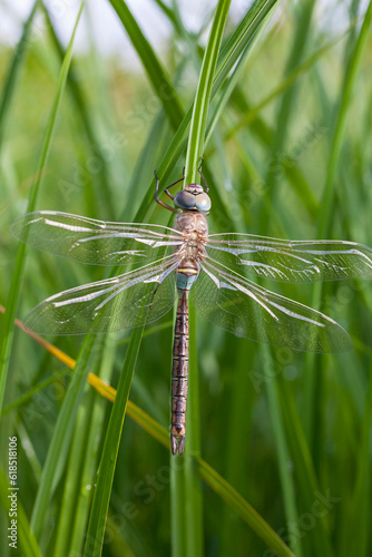 Dragonfly dries its wing after her emergence. Closeup of a dragonfly in the meadow. Sympetrum. Wild fauna of France. photo