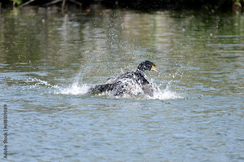 Fototapeta premium 池の鵜