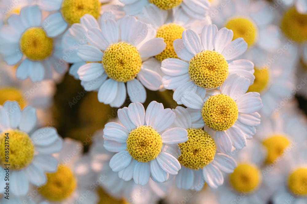 Fototapeta premium Chamomile flower close-up on a blurry background.