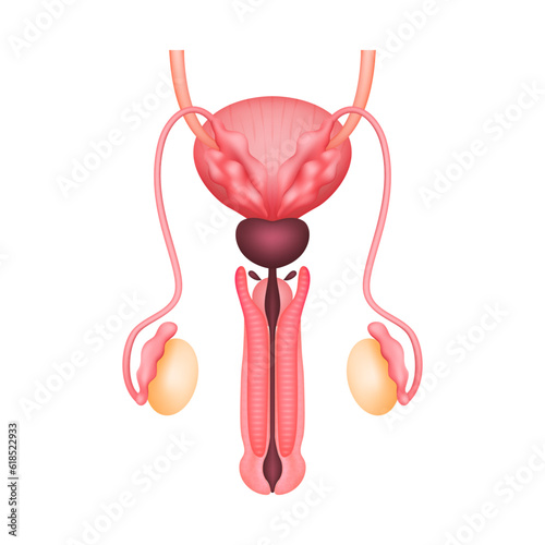 Penis anatomy model isolated on a white background. Main organ of the reproductive system male. Medicine and science concept. 3D Vector.