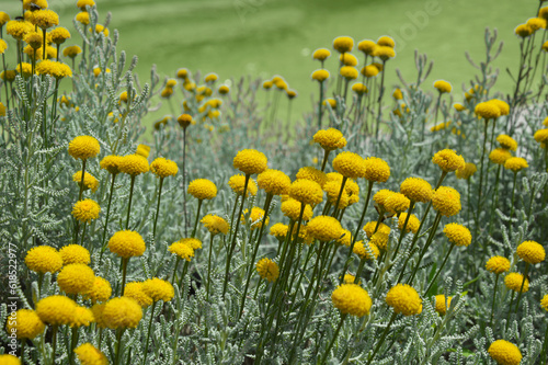 Fleurs jaunes de santoline ( Santolina chamaecyparissus), dans une prairie verte et fleurie. Fleurs sauvages des champs ou de jardin en gros plan ressemblant à un pissenlit. photo