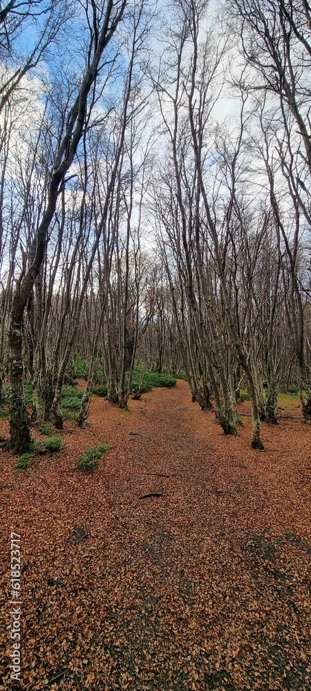 Fototapeta premium passeio 