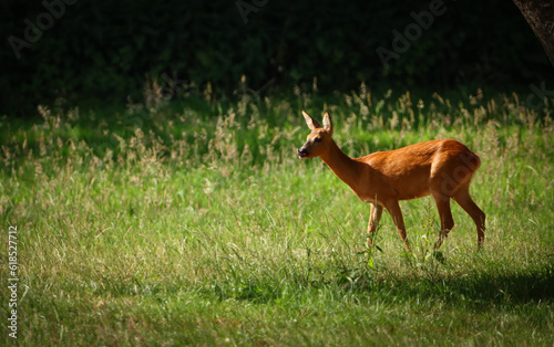 Fototapeta Naklejka Na Ścianę i Meble -  brown deer in the fields