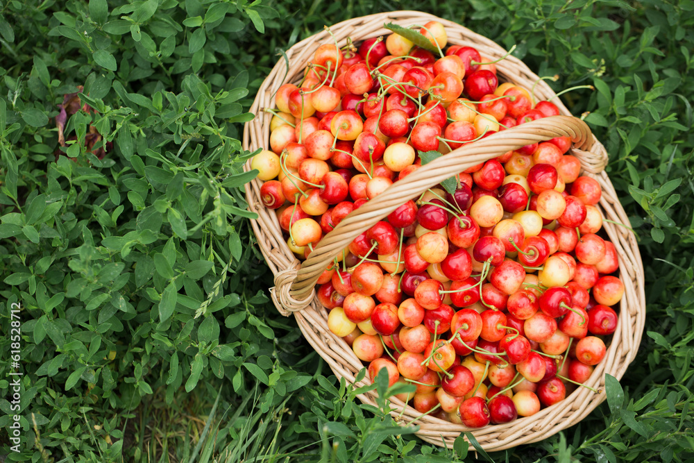 A basket with cherries on the grass in the garden A basket with cherries on the grass in the garden