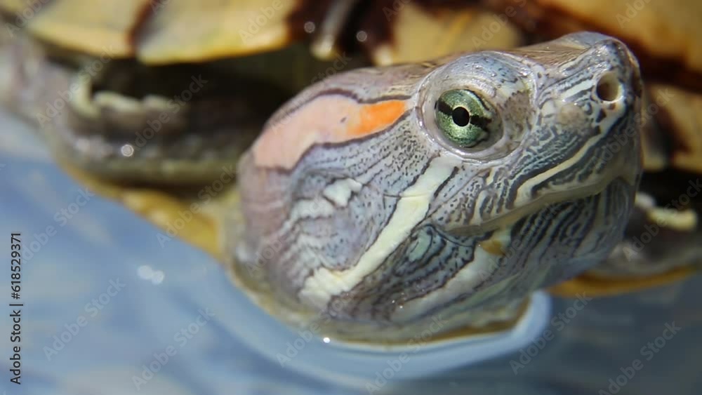 turtle. The muzzle, the eyes of a turtle in the water. Pet.