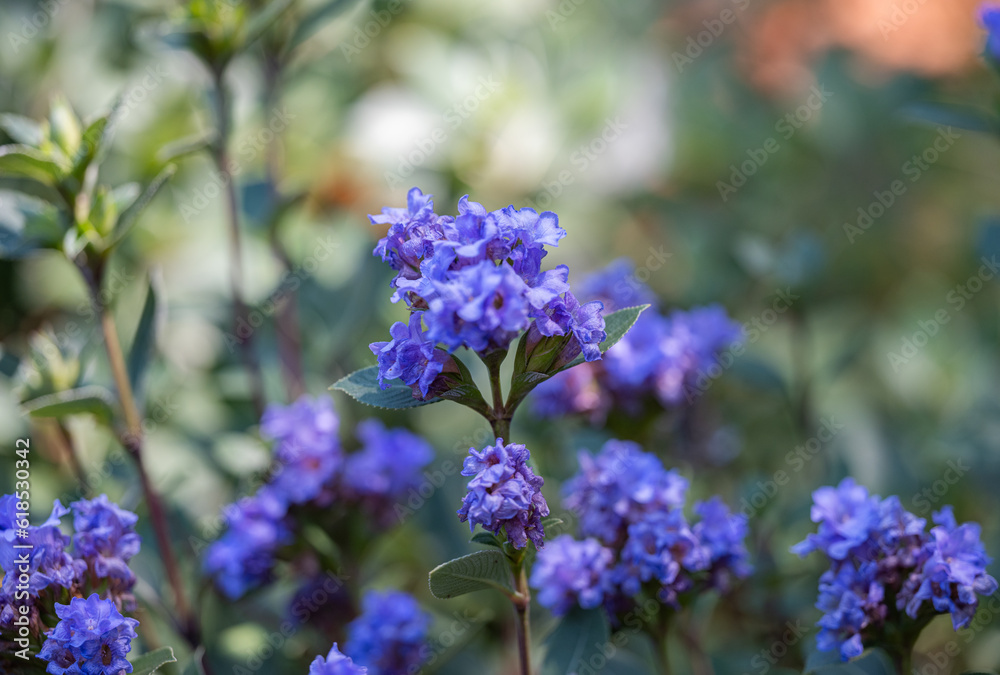 Obraz premium ceratostigma close up on a sunny day