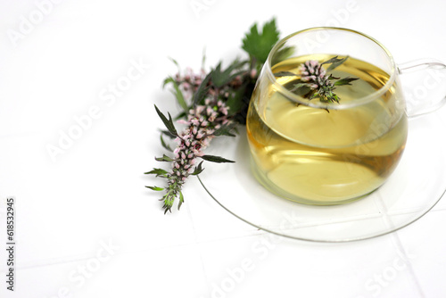 Leonurus cardiaca, known as motherwort is an herbaceous perennial plant.Medicinal plant. Motherwort