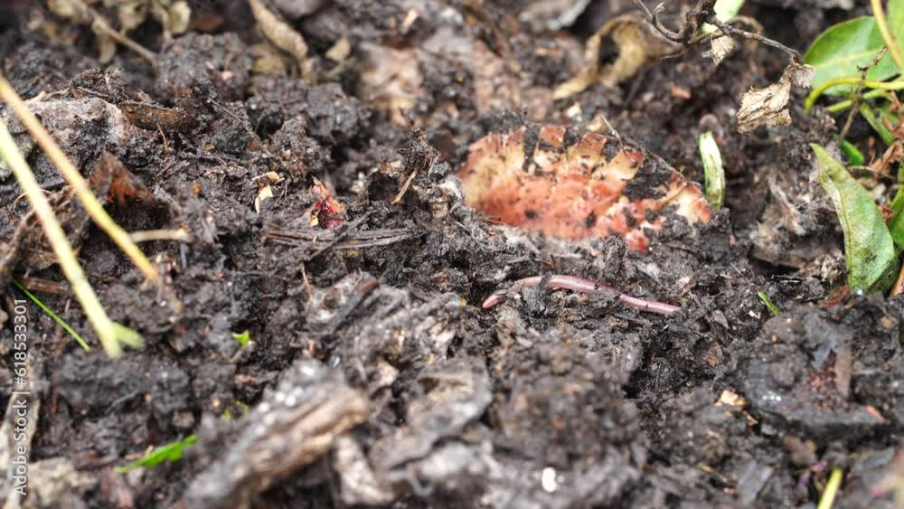 turning a compost pile in a community garden. compost full of microorganisms. sustainable regenerative agriculture turning a compost pile in a community garden. compost full of microorganisms. sustainable regenerative agriculture