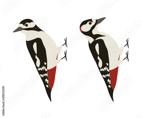Set of Great spotted woodpecker bird. Dendrocopos major isolated on white background. Vector illustration. photo