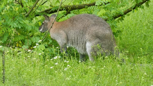 Kangaroo eats leaves in a bush