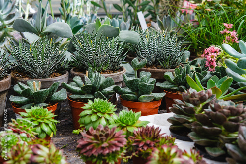 Fototapeta Naklejka Na Ścianę i Meble -  Buying a succulent. A variety of potted succulents for sale at the garden center