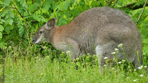 Kangaroo eats leaves in a bush