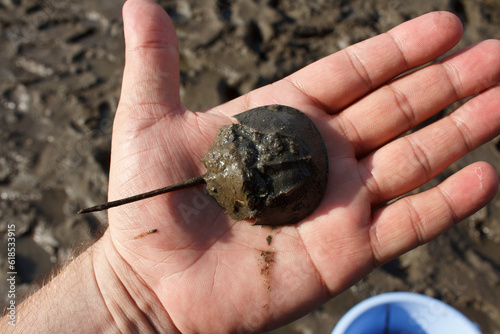 A photo of Horseshoe crab in hand photo