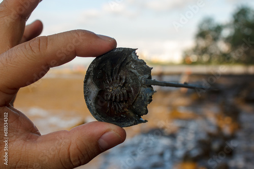 A photo of Horseshoe crab in hand  photo
